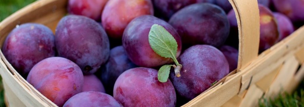 plum