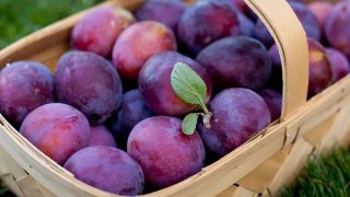 plum