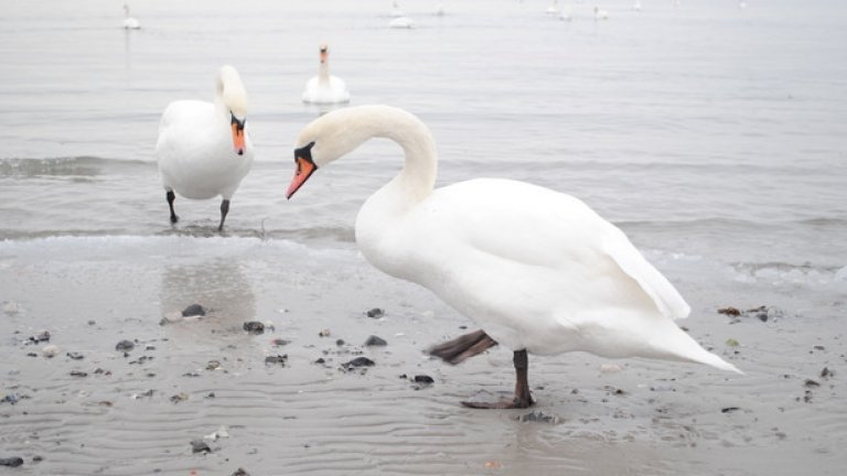 По брега на Балтийско море крачат лебеди - едри, охранени, нахални