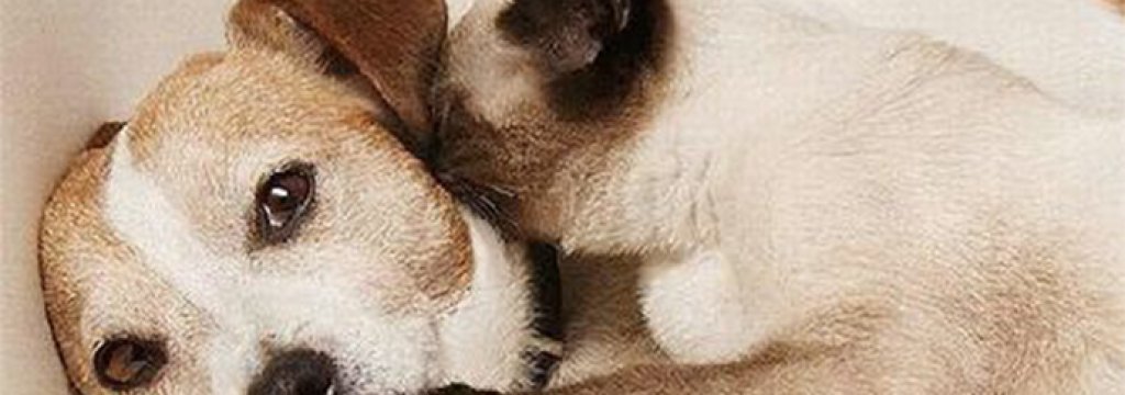 Hawaii-is-Pushing-for-a-Ban-on-the-Consumption-of-Cat-and-Dog-Meat