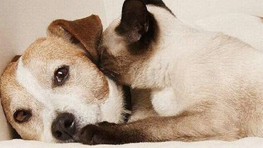 Hawaii-is-Pushing-for-a-Ban-on-the-Consumption-of-Cat-and-Dog-Meat