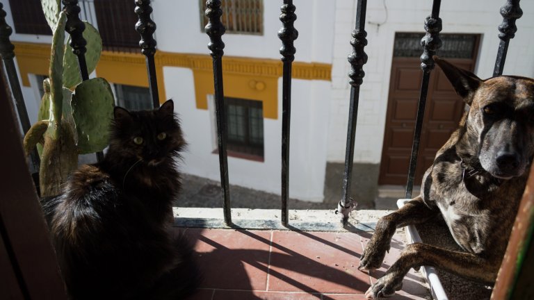 Социалната изолация изглежда като подходящ момент за нов член от семейството, но е важно да мислим и за бъдещето