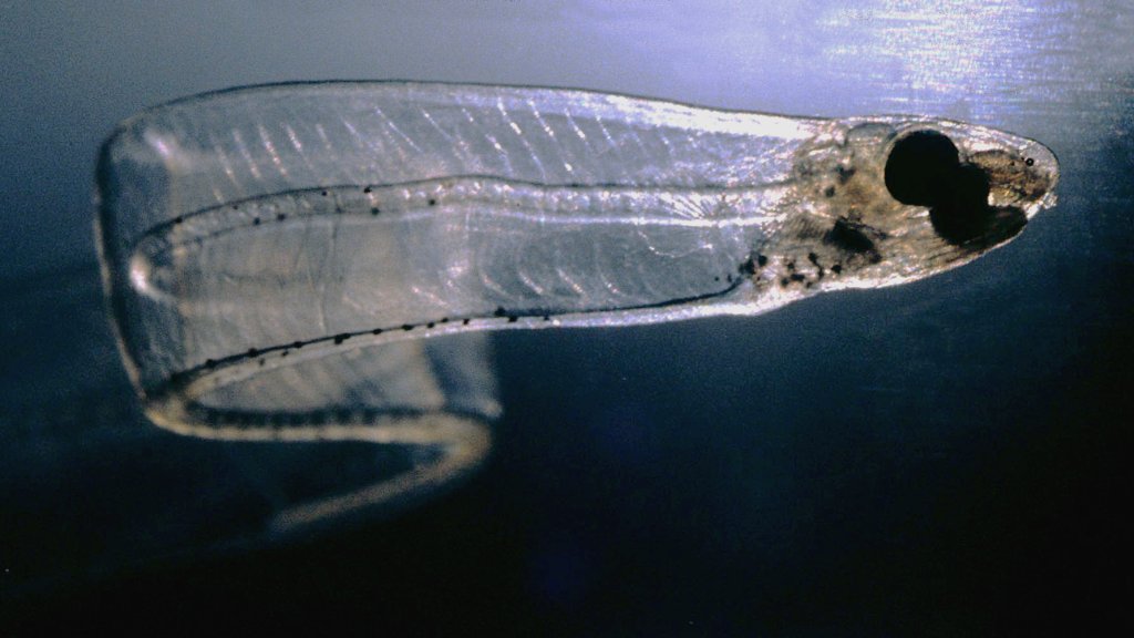 LeptocephalusConger