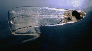 LeptocephalusConger
