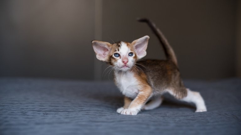 Ориенталската късокосместа е чудесен домашен любимец