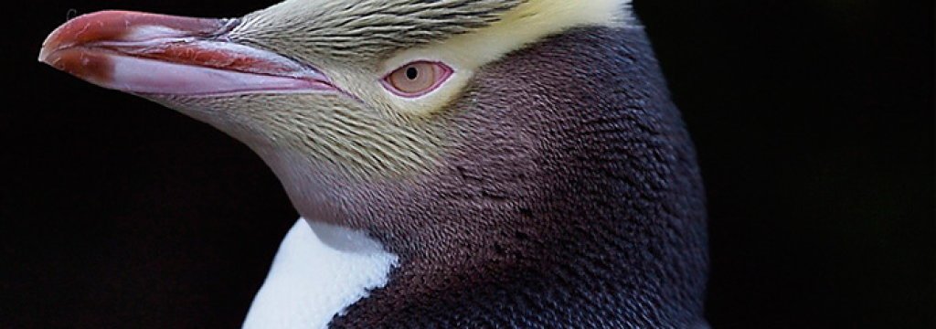 1Hoiho_CurioBay_270412_125m
