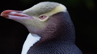 1Hoiho_CurioBay_270412_125m