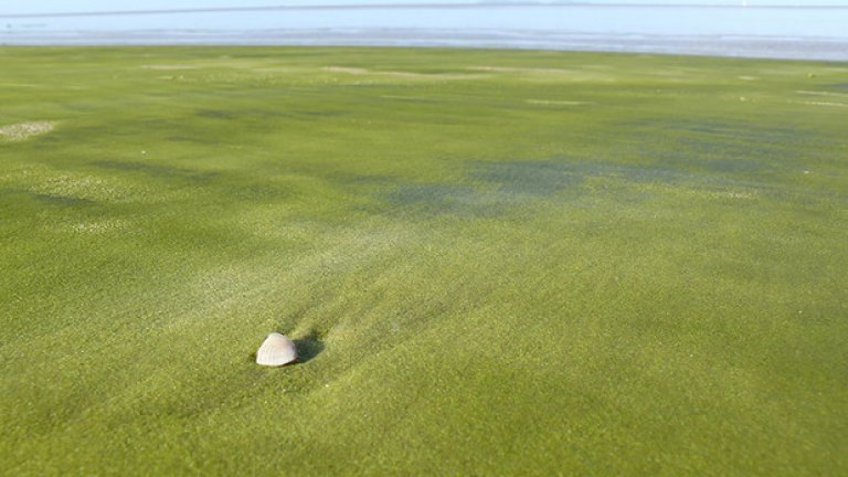 Зеленият плаж във Френска Гвиана