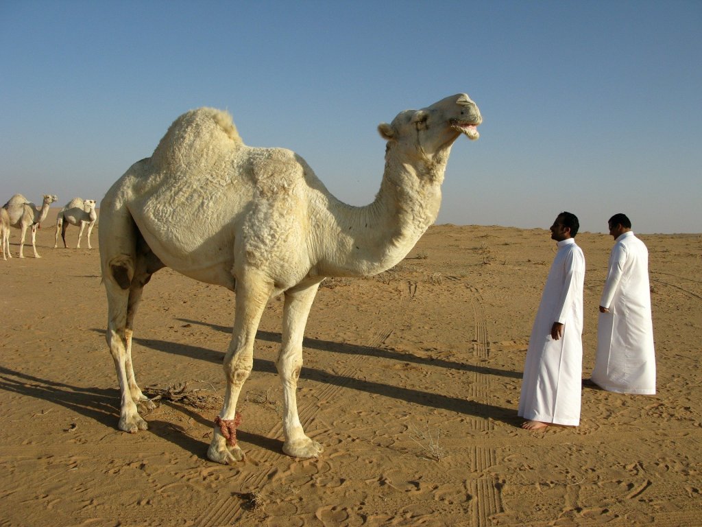 saudi-arabia-g5761da4ba_1920