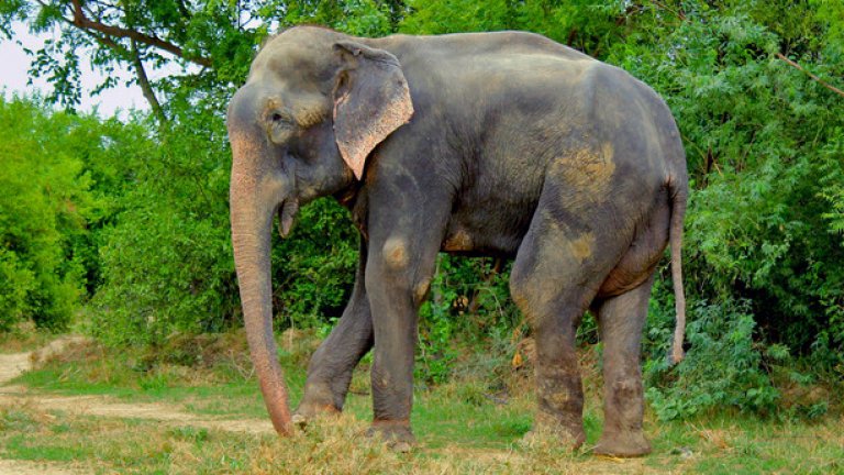 Той вече е доста по-добре в парка Центъра за грижи и запазване на слоновете в Матура, Индия