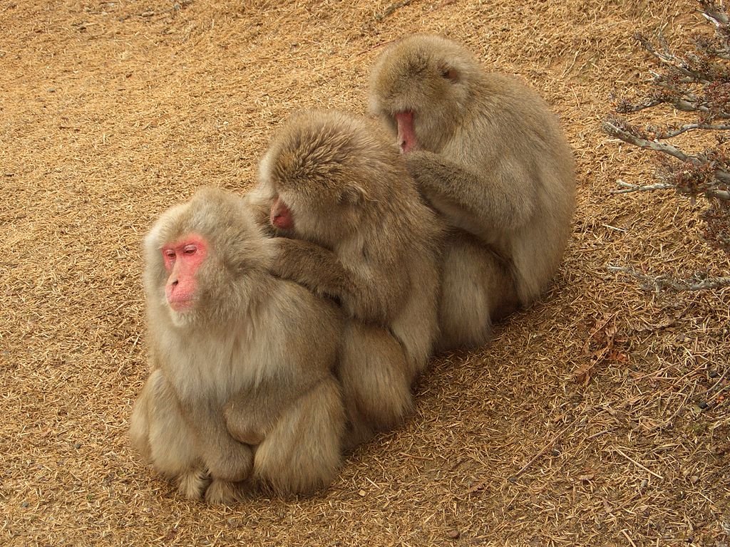 1024px-Macaca_fuscata,_grooming,_Iwatayama,_20090201