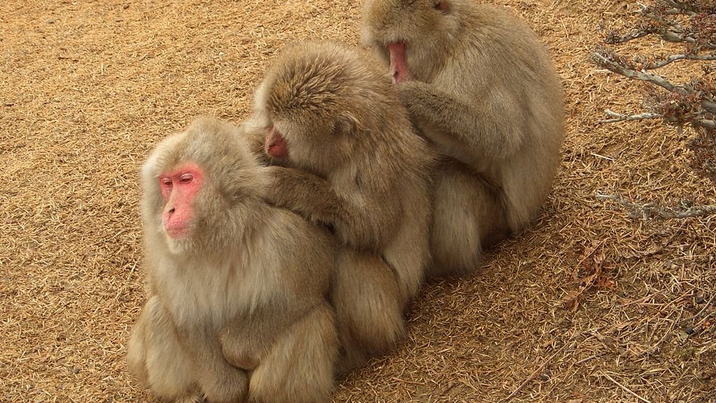 1024px-Macaca_fuscata,_grooming,_Iwatayama,_20090201