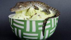 1. Сладолед, направен от крокодилски яйца
Във Филипините веригата Sweet Spot Artisan Ice Cream предлага сладолед, който използва като съставка крокодилски яйца...