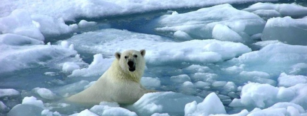 Polar-Bears-and-Global-Warming-Articles1-650x386