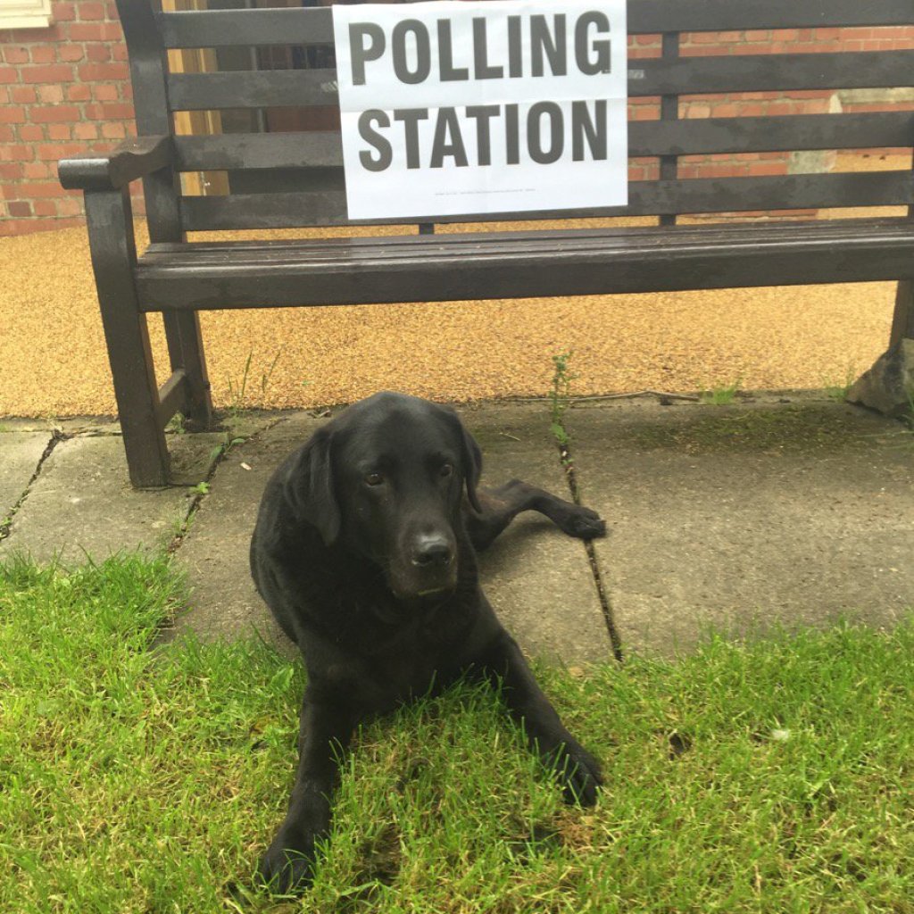 #dogsatpollingstations