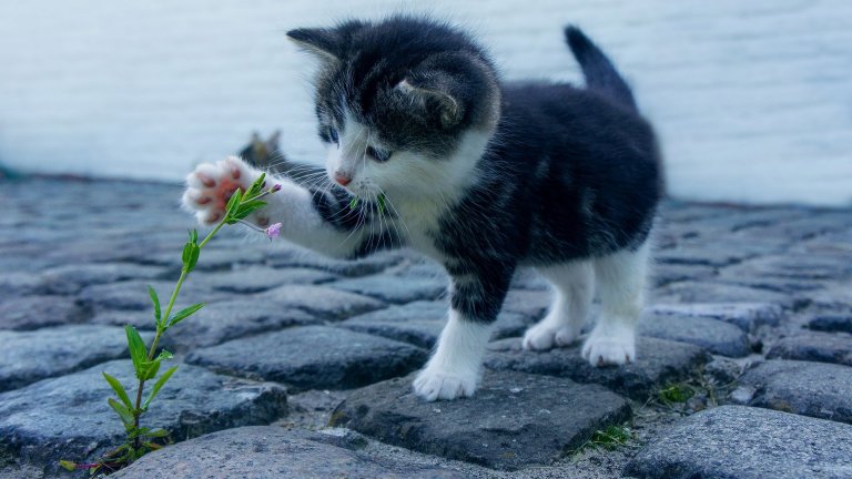 Котки и лилиуми: очаквано опасна комбинация