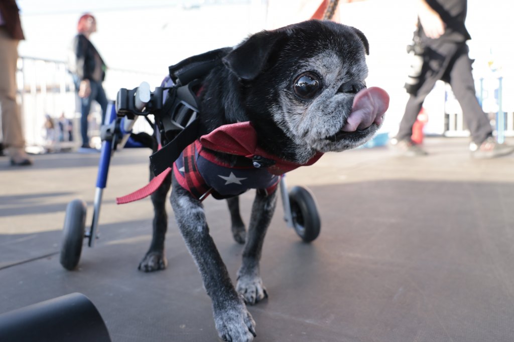 РимРим също е на 14 и е порода мопс. Прикован е в кучешка инвалидна количка заради увреждания, които са довели и до неповторимата му муцуна.