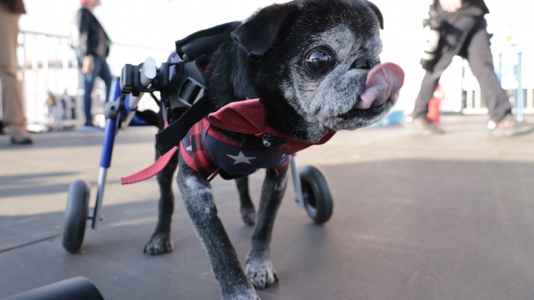 РимРим също е на 14 и е порода мопс. Прикован е в кучешка инвалидна количка заради увреждания, които са довели и до неповторимата му муцуна.