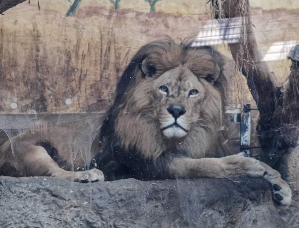 Чук-чук, те винаги са тук
