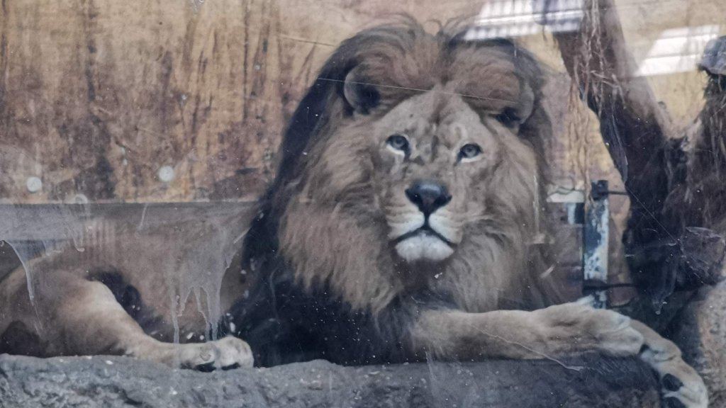 Чук-чук, те винаги са тук
