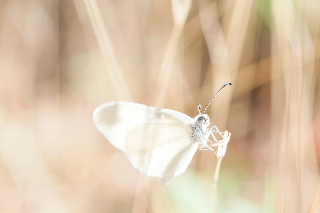 timo-vijn-P8MrF0r4YUU-unsplash