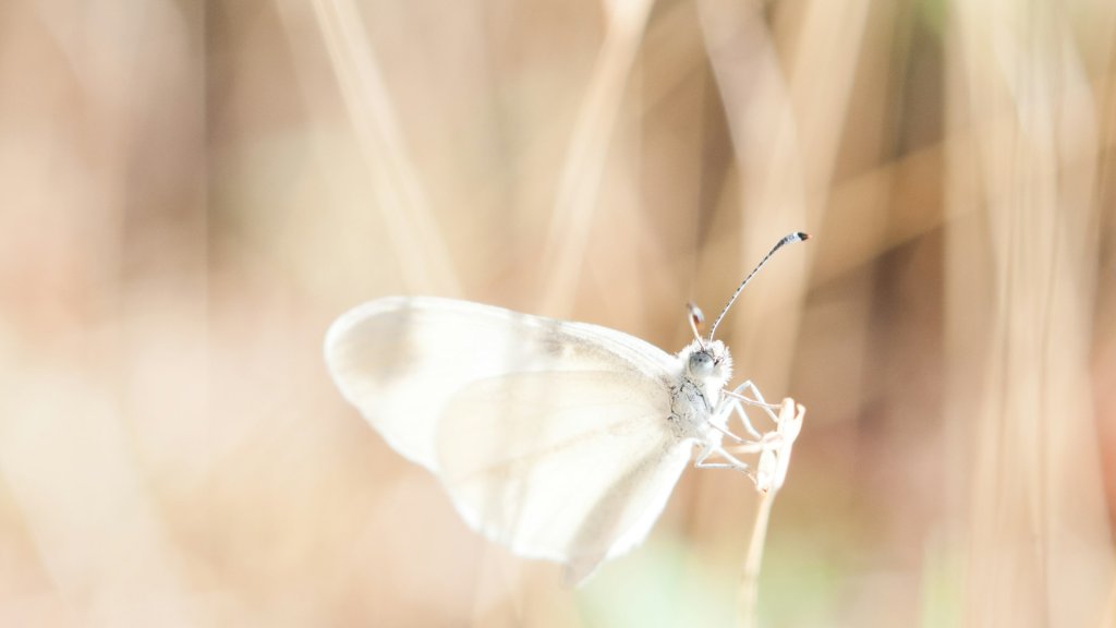 timo-vijn-P8MrF0r4YUU-unsplash