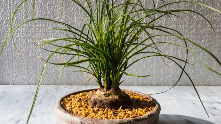 НолинаНолина е онова растение, което ви позволява да оглеждате красива екзотична палма в стайни условия и без да заемате много пространство. Растението издържа седмици наред без вода и оцелява с десетилетия, за да ви радва с тънките си зелени листа и интересен вид. 
Водата, която му предоставяте на известен период от време, се съхранява в тумбестия корен на нолината, която е родом от Мексико и обича слънцето и сушата. Единствената по-специфична нужда е от специален компост, в който да бъде засято растението. 
Стайното растение, точно както и зелената лилия, не е отровно за домашни любимци.