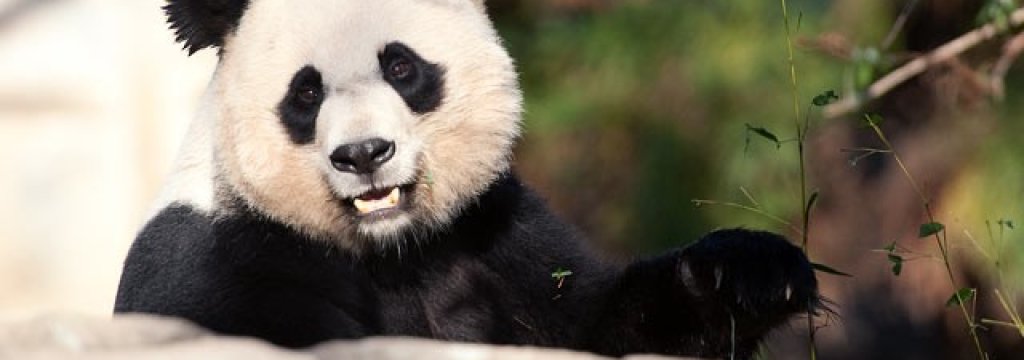 Cute-Black-and-White-Panda-colors-34704641-640-360