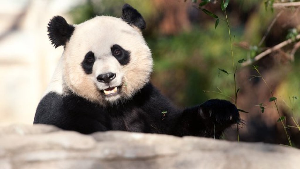 Cute-Black-and-White-Panda-colors-34704641-640-360