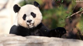 Cute-Black-and-White-Panda-colors-34704641-640-360