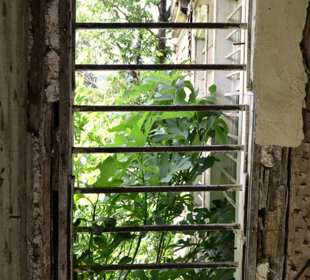 Смокиново дръвче наднича през металните решетки на стария прозорец.