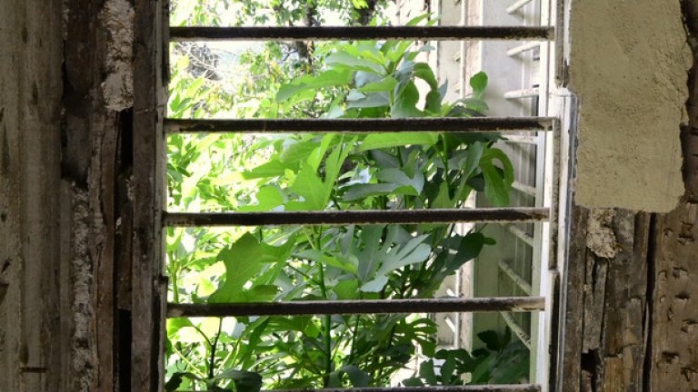 Смокиново дръвче наднича през металните решетки на стария прозорец.