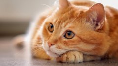 Диетата за котка с уринарни проблеми трябва да бъде специално формулирана
