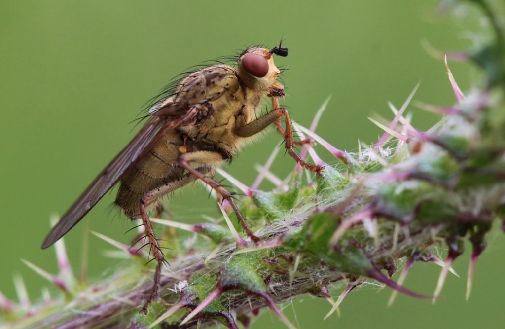 fly-243381_960_720