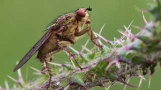 fly-243381_960_720