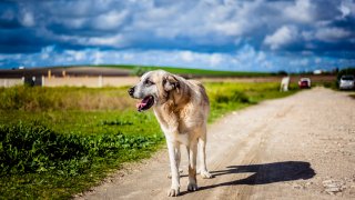 Боби от Португалия е на над 30 години (снимката е илюстративна)