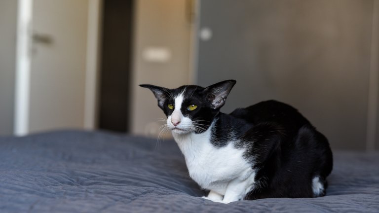 Ориенталските късокосмести котки изглеждат малко сърдити, но всъщност са много любвеобвилни.