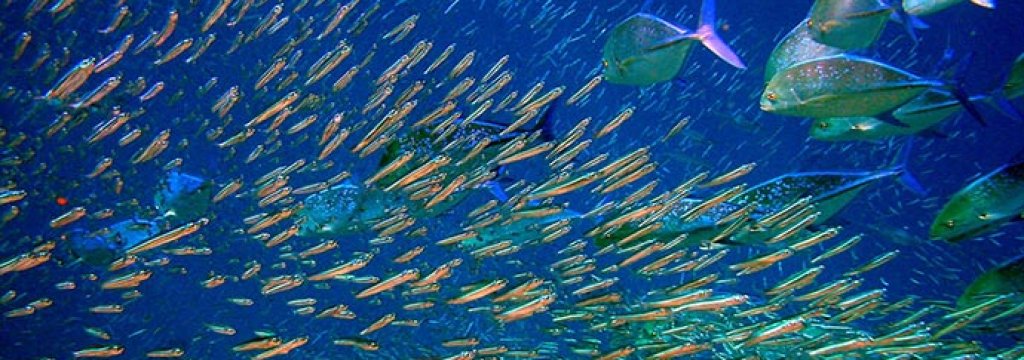 Tropics-will-be-devoid-of-fish-if-ocean-temperatures-warm