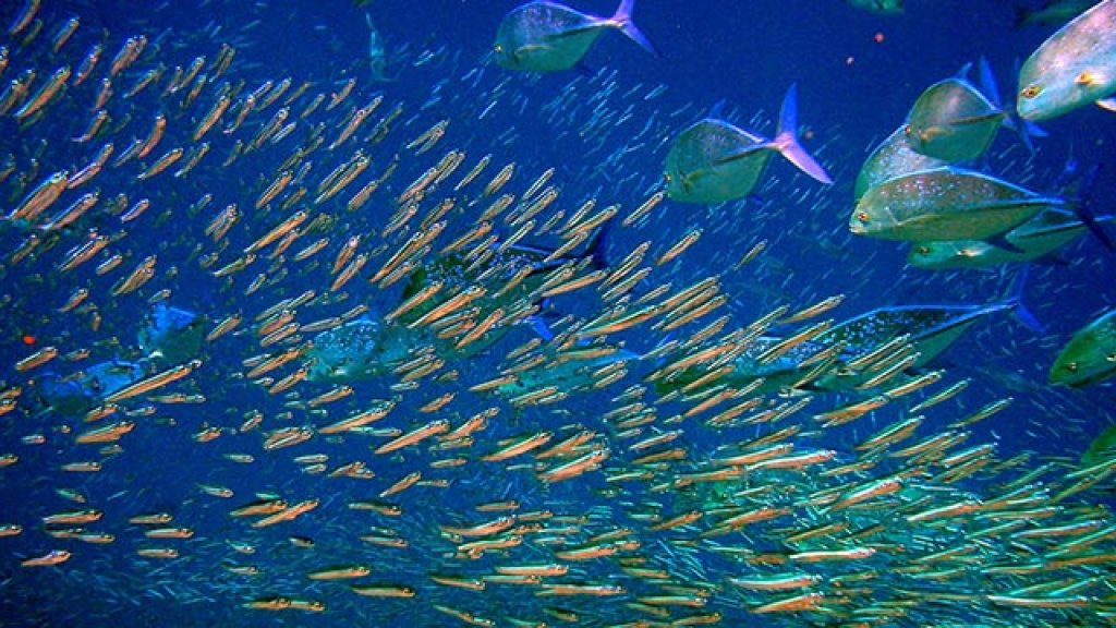 Tropics-will-be-devoid-of-fish-if-ocean-temperatures-warm