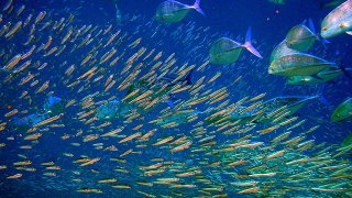 Tropics-will-be-devoid-of-fish-if-ocean-temperatures-warm