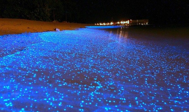 Светлинките на този плаж на Малдивите са образувани от микроскопичен биолуминесцентен фитопланктон