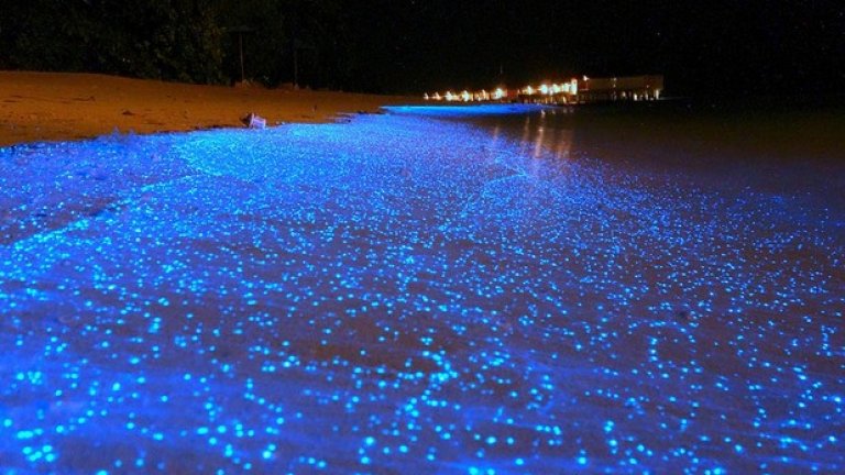 Светлинките на този плаж на Малдивите са образувани от микроскопичен биолуминесцентен фитопланктон