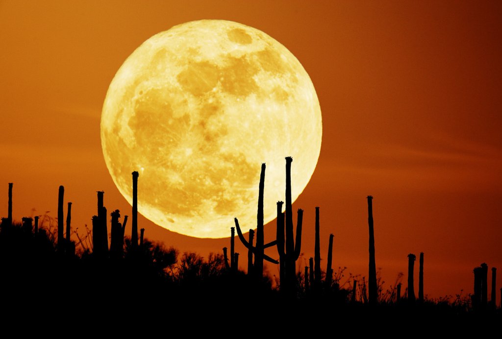 saguaroMoon_seip