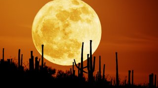 saguaroMoon_seip