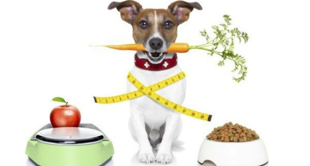 i-am-vegetarian-600x330