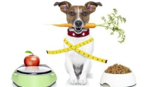 i-am-vegetarian-600x330