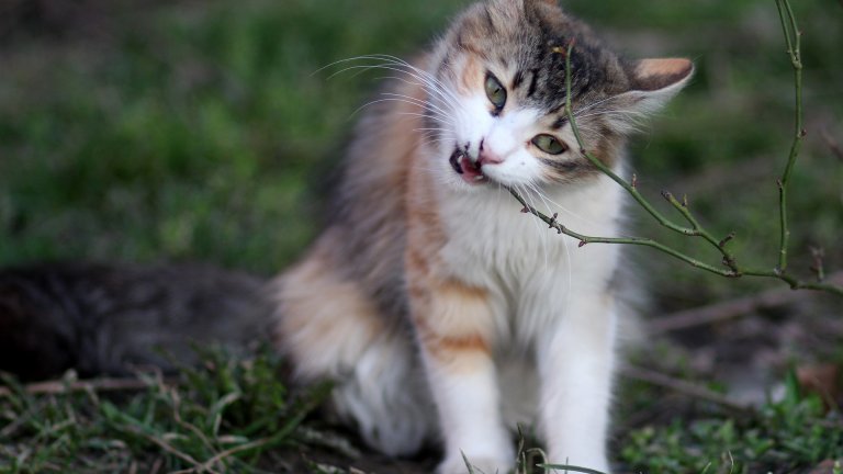 Котки и лилиуми: очаквано опасна комбинация