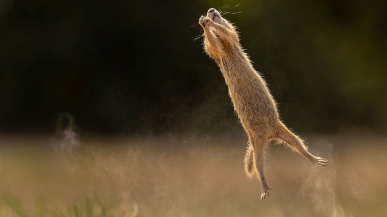 "Лалугерът скочи сякаш може да лети", разказва фотографът Тимеа Амбрюс.