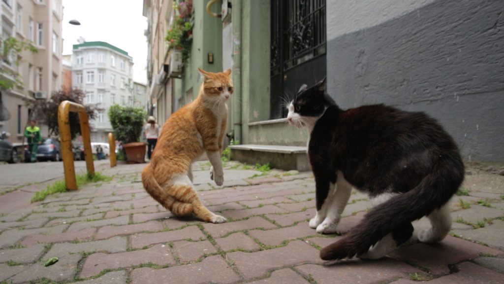 Kedi 
Поредният документален филм, който се нарежда в топ филмите на полугодието. Градът е Истанбул. В ролите влизат котки. Лента, която няма как да не обвържем като идея с известния мюзикъл на Андрю Лойд Уебър. Какъв е многоликият и многолюден град 