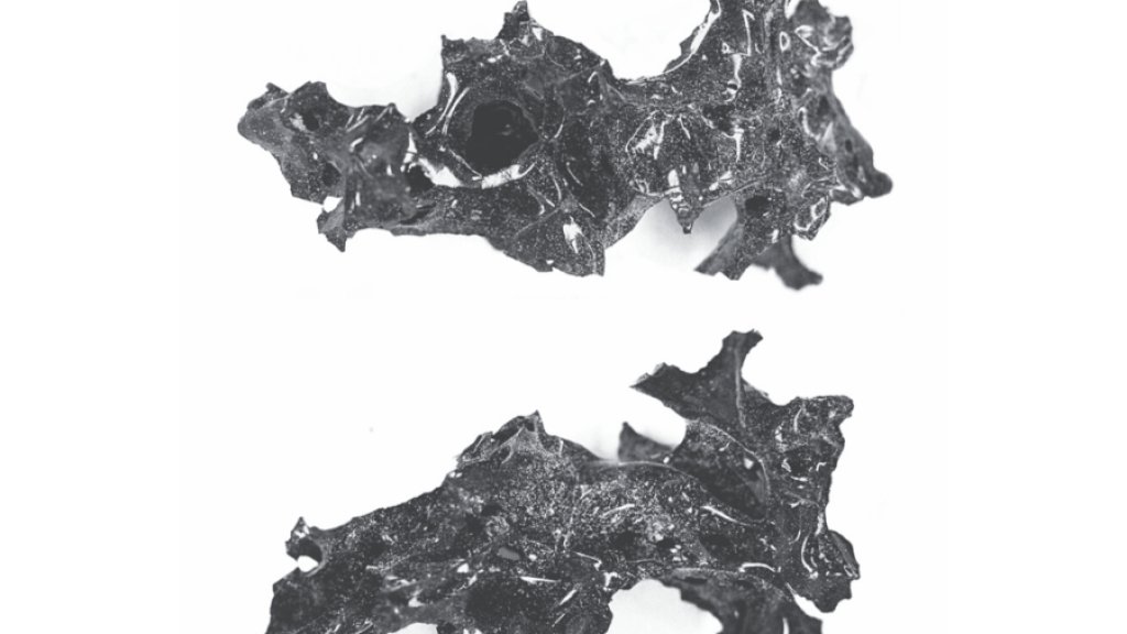 vitrified-brain
